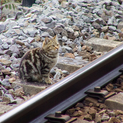 Photo: Chat