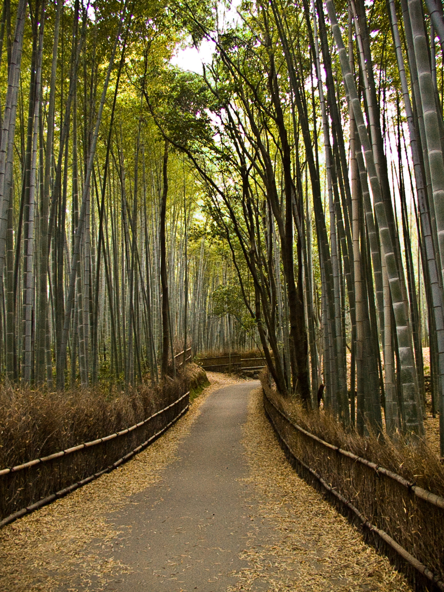Photo: Bambouseraie, Arashiyama