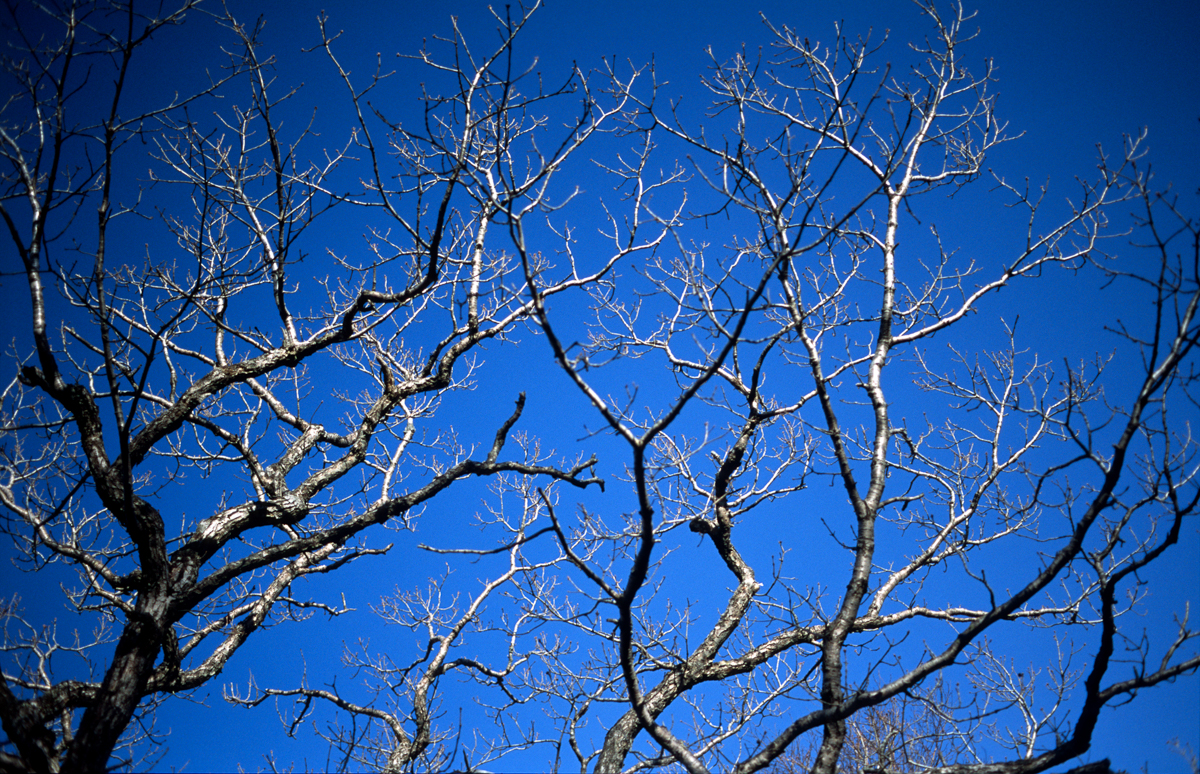 Photo: Branches - Ciel