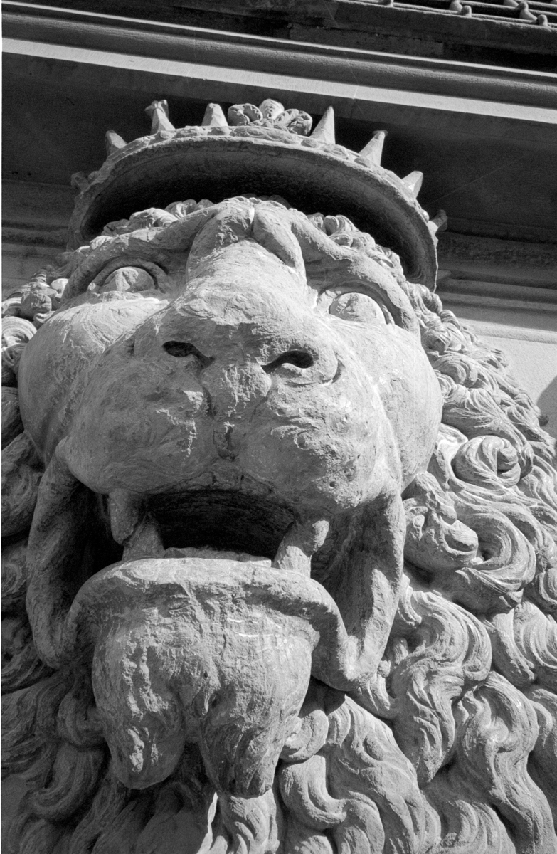 Photo: Firenze - Lion du palazzo pitti
