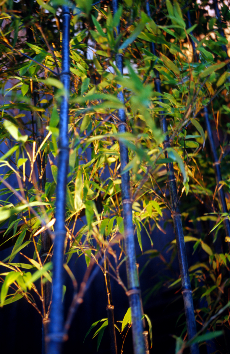 Photo: Bambou bleu