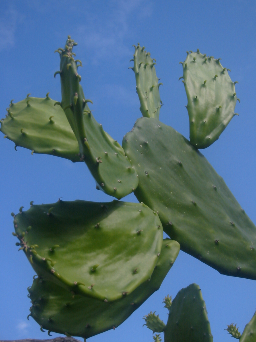 Photo: Cactus