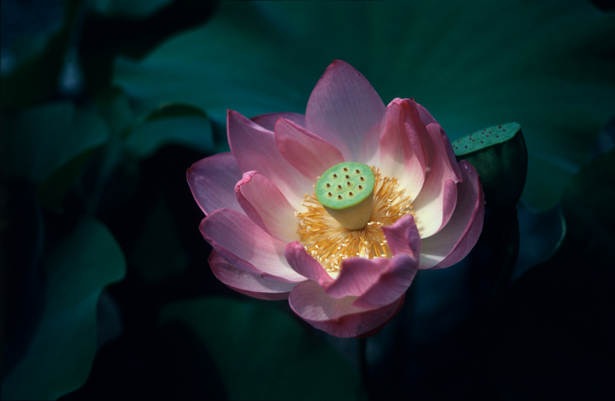 Photo: Lotus