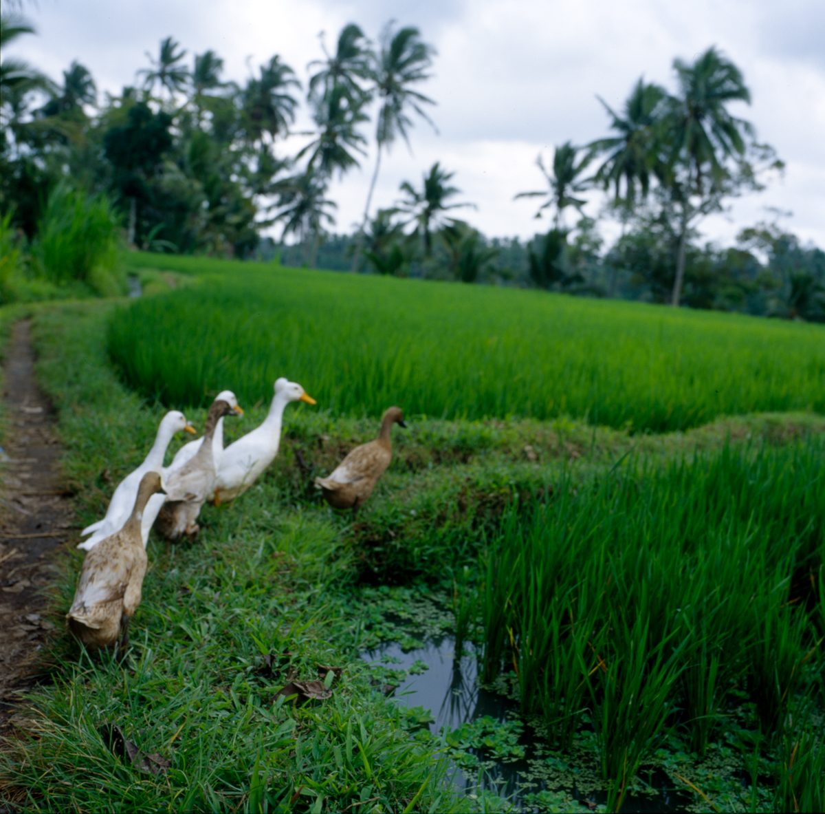 Photo: Ducks in rice fields