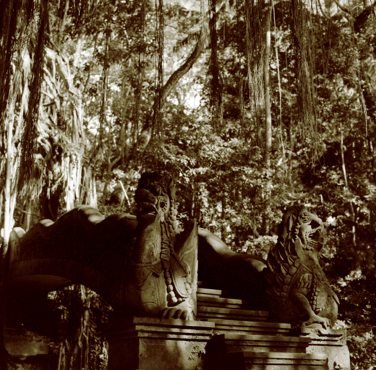 Photo: Monkey Forest