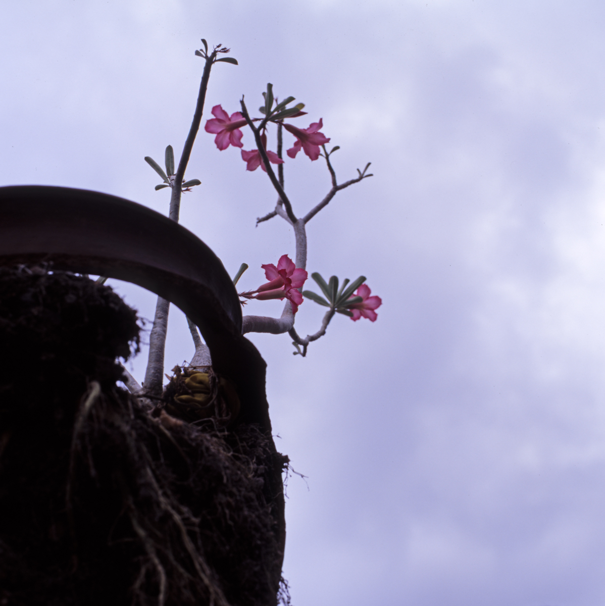 Photo: Ubud - Flower pot