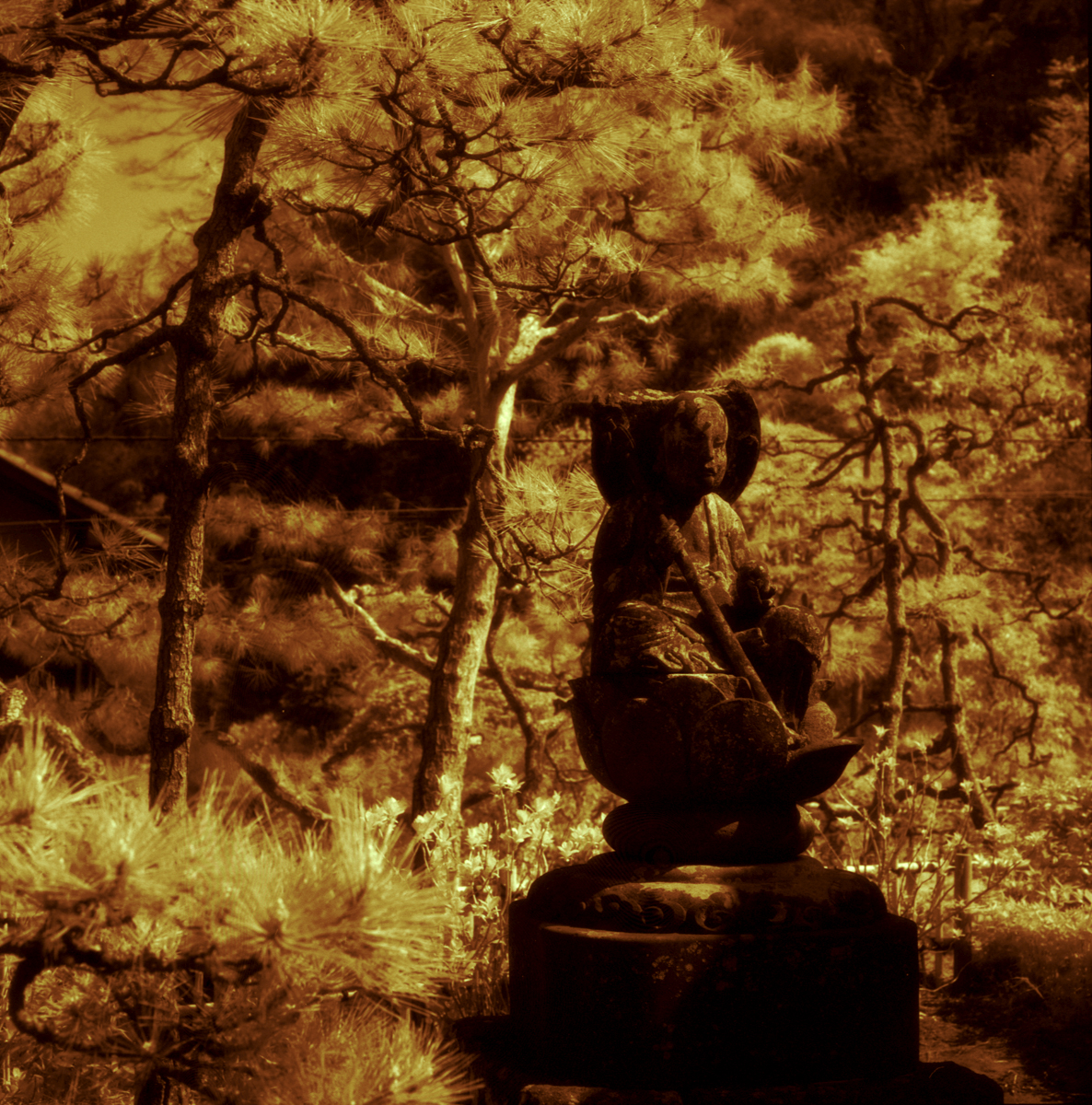 Photo: Kamakura - Lotus Buddha