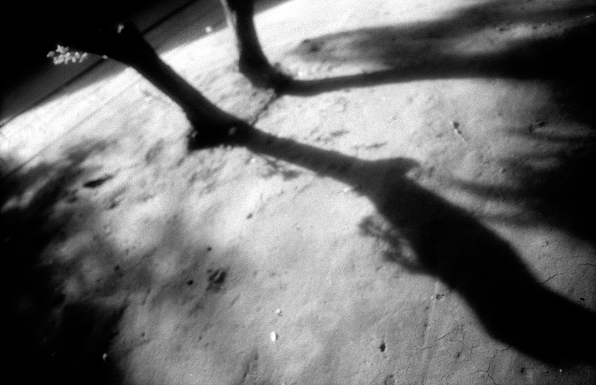 Photo: L'ombre des arbres
