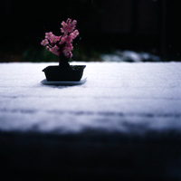 photo: prunier sous la neige