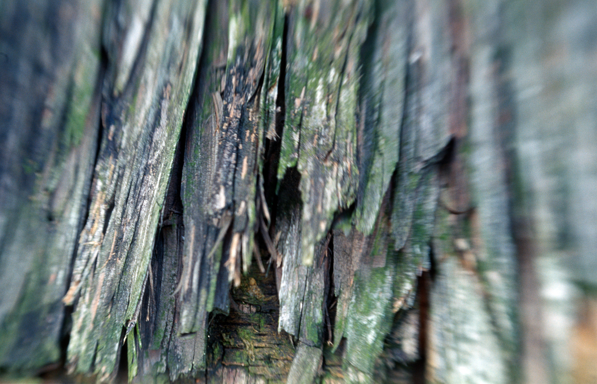Photo: Wood