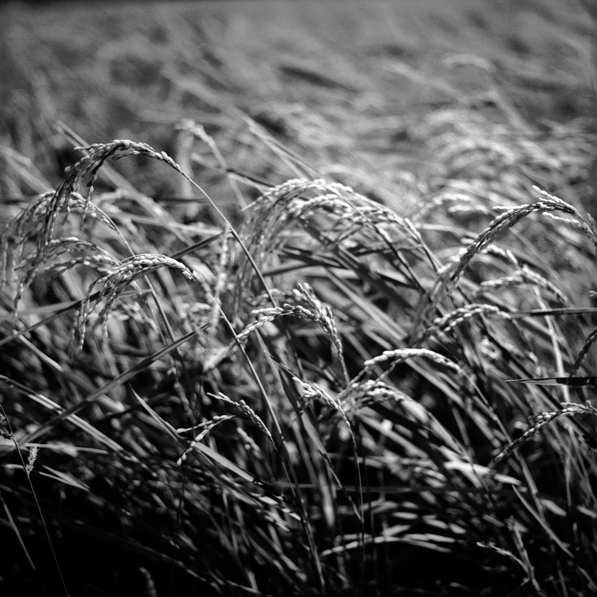 Photo: Rice Field