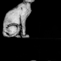 Photo: Cat Stencil