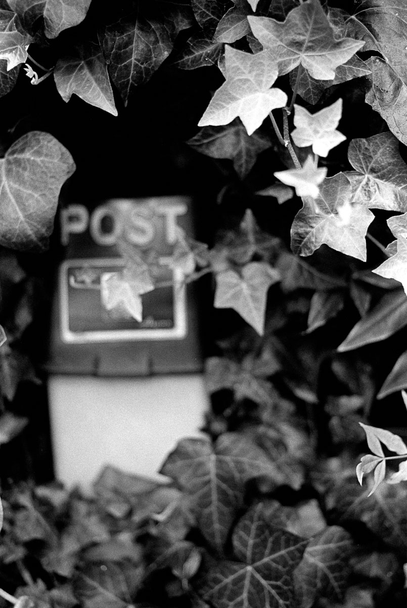 Photo: Postbox and Ivy
