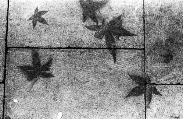 Imprint of leaves on the ground