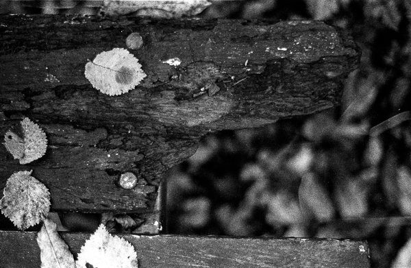 Rotten bench with leaves (detail)