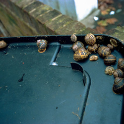 Photo: Snails
