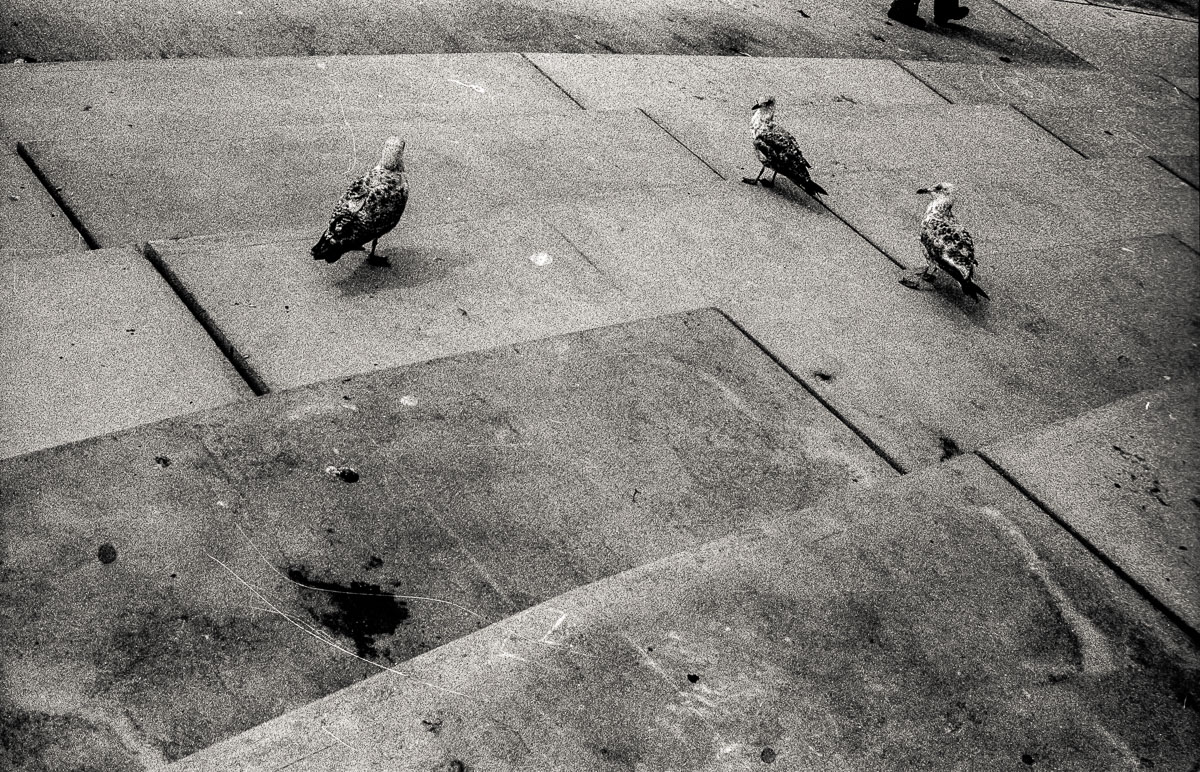 Photo: Seagulls