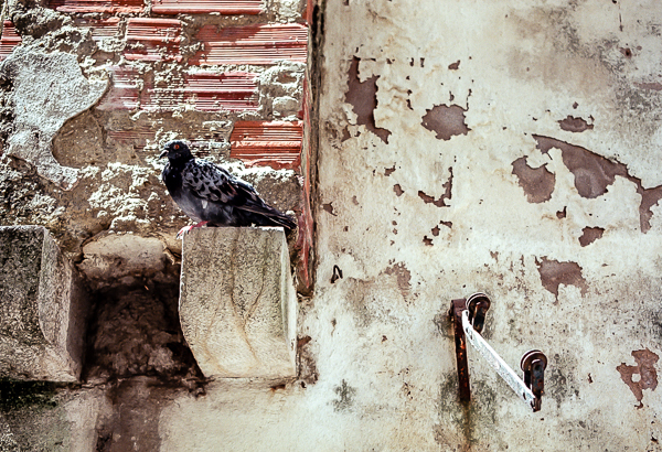 Pigeon sur un mur du quartier d’Alfama