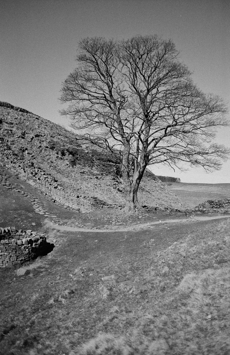 Photo: Hadrian's Wall Tree