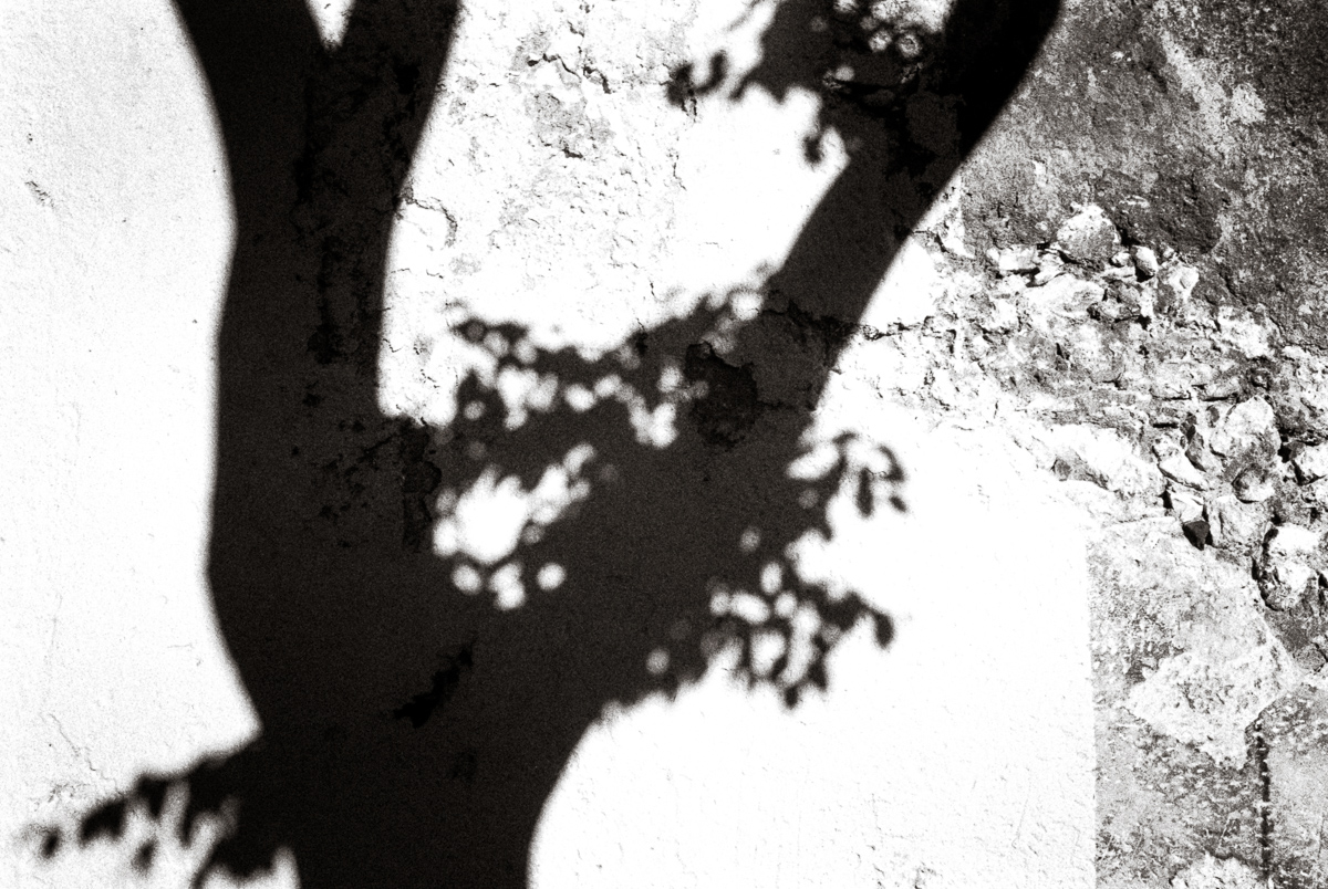 Photo: Shadow