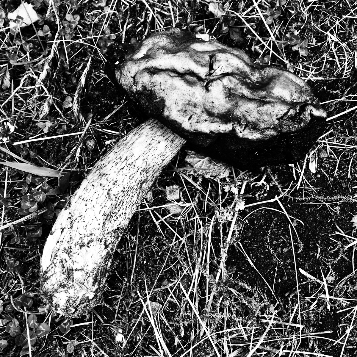 Photo: Mushroom